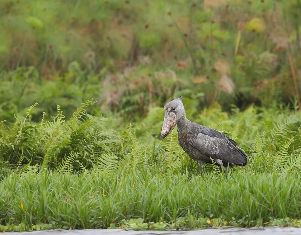 Can I Spot Rare Animals Like Shoebill Storks