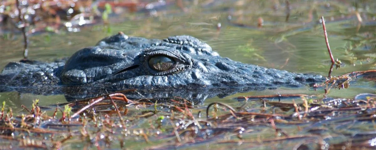 Crocodiles in Murchison Falls National Park