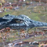 Crocodiles in Murchison Falls National Park