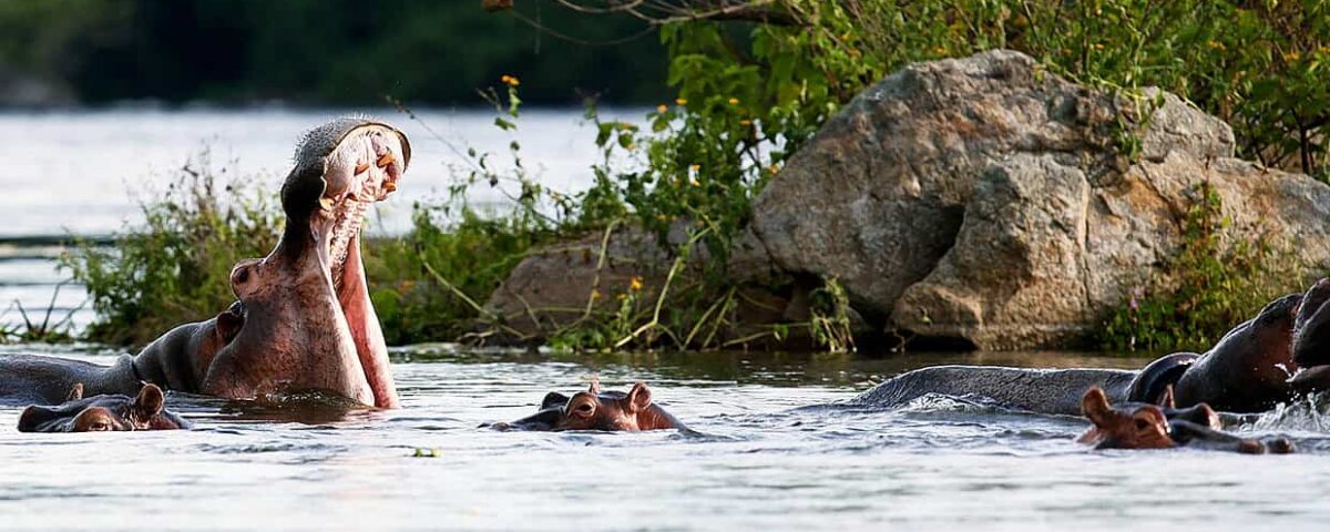 When is the Least Crowded Time to Visit Murchison Falls?