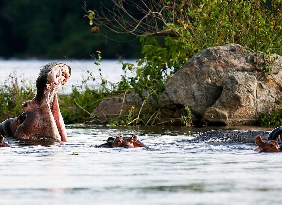 When is the Least Crowded Time to Visit Murchison Falls?