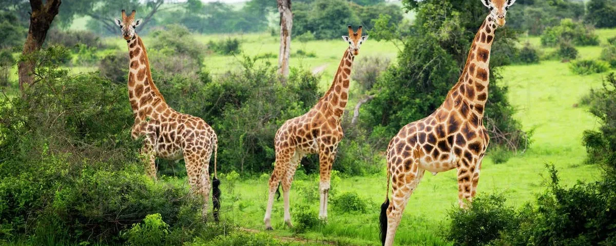 Exploring Lake Mburo National Park