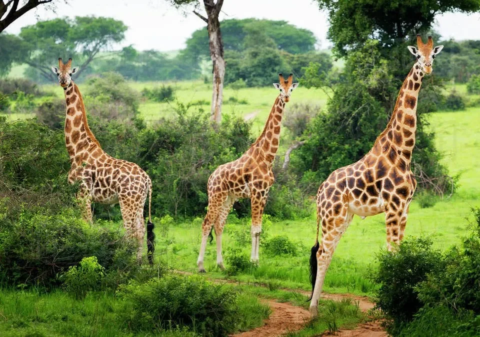 Exploring Lake Mburo National Park