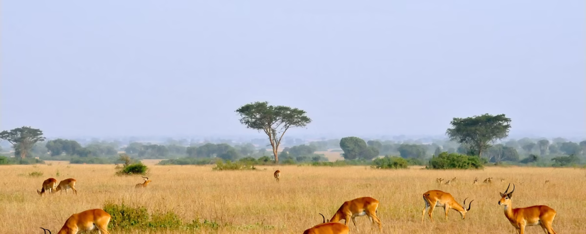 Uganda Kob Herds in Kasenyi Plains