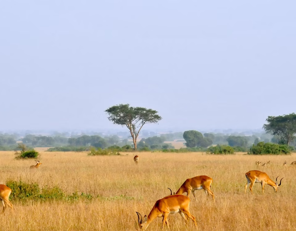 Uganda Kob Herds in Kasenyi Plains