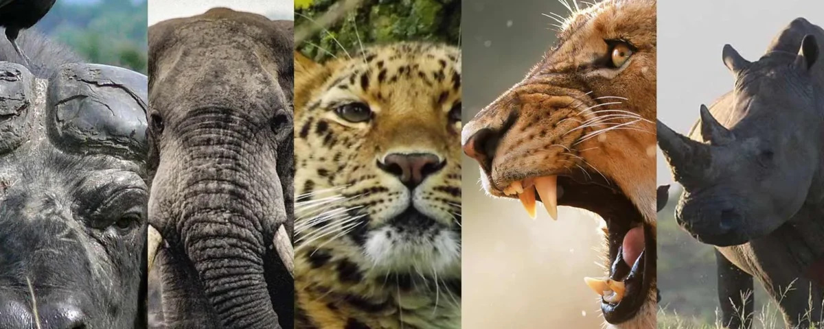 Top 10 Wildlife Species Unique to Uganda
