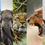 Top 10 Wildlife Species Unique to Uganda