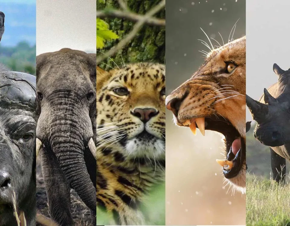 Top 10 Wildlife Species Unique to Uganda