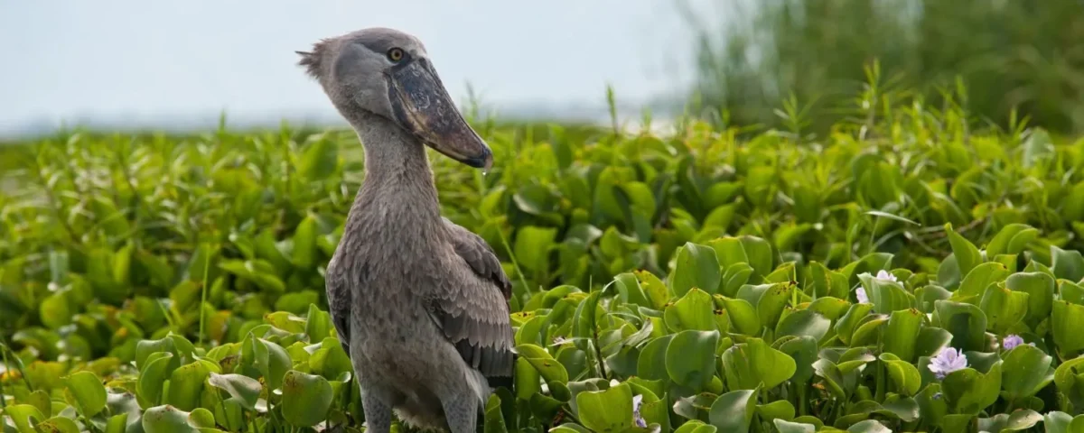 Birdwatching in Uganda: Top Spots and Species to See
