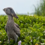 Birdwatching in Uganda: Top Spots and Species to See