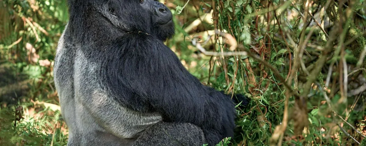 The Ultimate Guide to Gorilla Trekking in Bwindi Impenetrable Forest