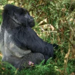 The Ultimate Guide to Gorilla Trekking in Bwindi Impenetrable Forest