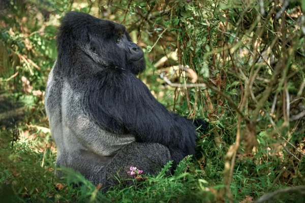 The Ultimate Guide to Gorilla Trekking in Bwindi Impenetrable Forest The Ultimate Guide to Gorilla Trekking in Bwindi Impenetrable Forest