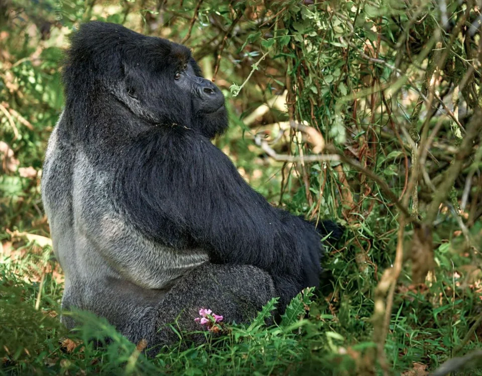 The Ultimate Guide to Gorilla Trekking in Bwindi Impenetrable Forest
