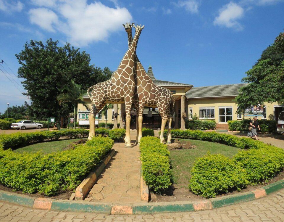 Visit Uganda Wildlife Education Centre (UWEC)