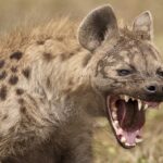 Understanding Uganda’s Diverse Ecosystems: From Savannah to Rainforest