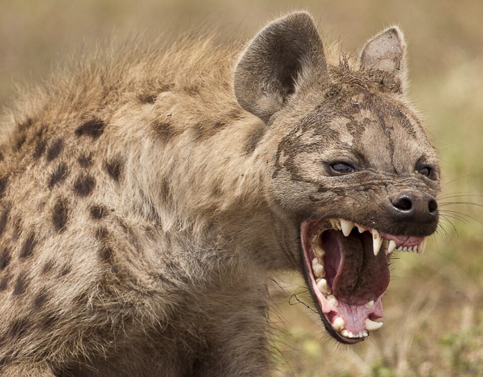 are there hyenas in Murchison Falls National Park
