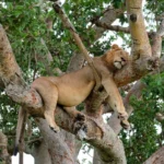Spot Tree-Climbing Lions in Ishasha Sector