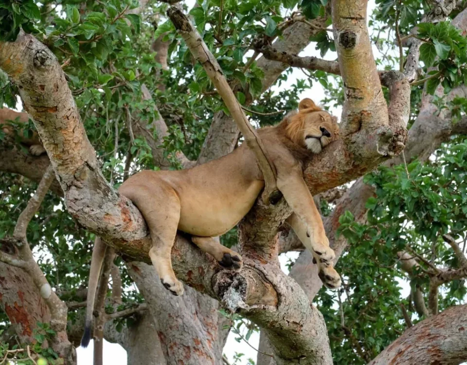 Spot Tree-Climbing Lions in Ishasha Sector