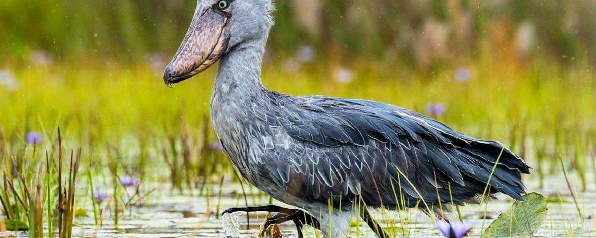 Birding in Mabamba Swamp (Shoebill Stork)