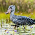 Birding in Mabamba Swamp (Shoebill Stork)
