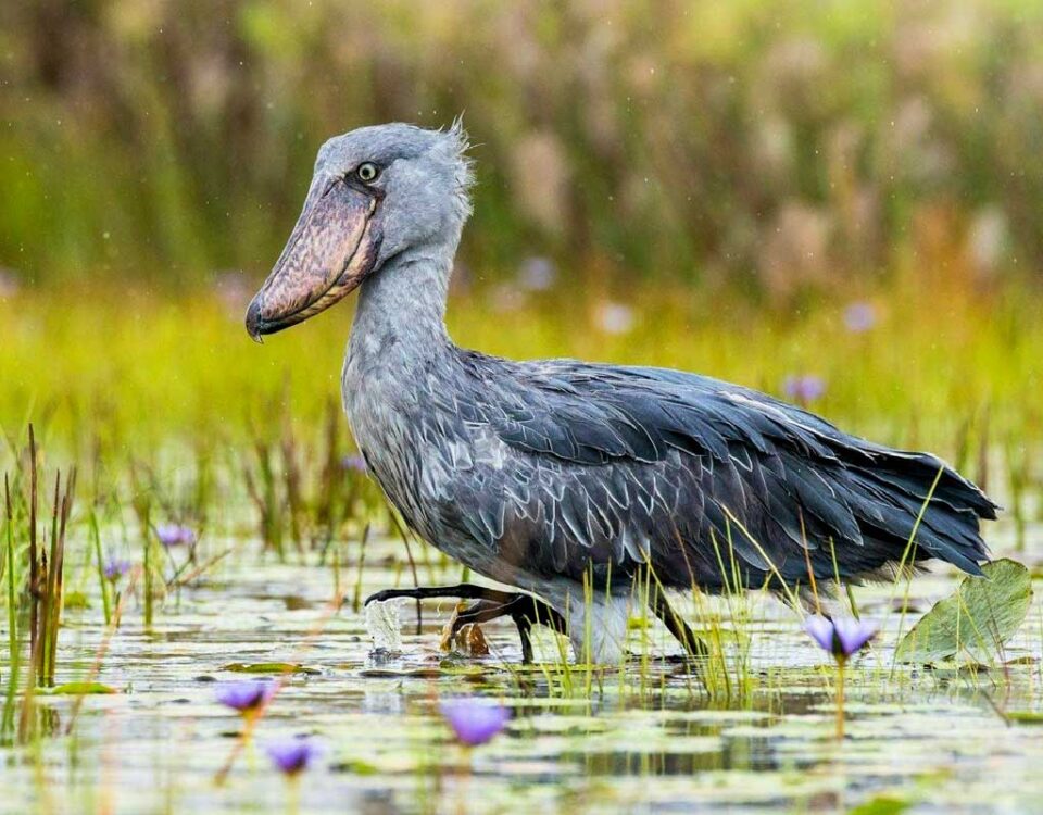 Birding in Mabamba Swamp (Shoebill Stork)