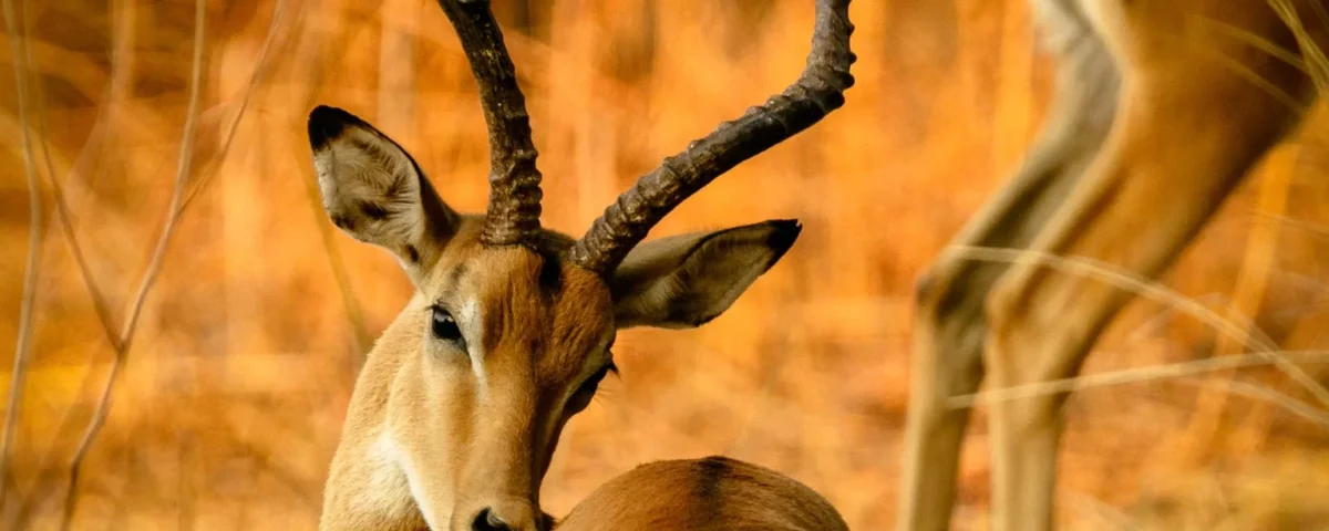 Game Drive in Pian Upe Wildlife Reserve