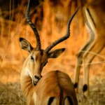 Game Drive in Pian Upe Wildlife Reserve