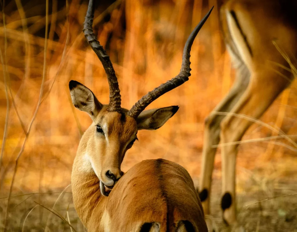 Game Drive in Pian Upe Wildlife Reserve