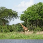 Giraffe Spotting in Murchison Falls National Park