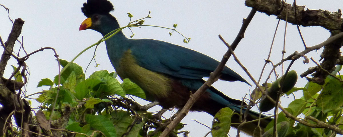 Birding Along the Royal Mile in Budongo