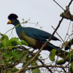 Birding Along the Royal Mile in Budongo