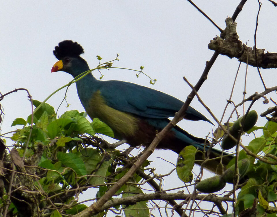 Birding Along the Royal Mile in Budongo