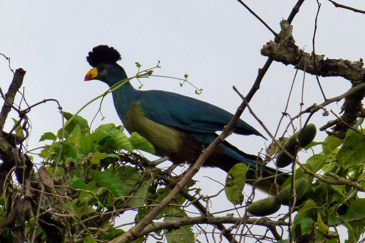 Birding in Murchison