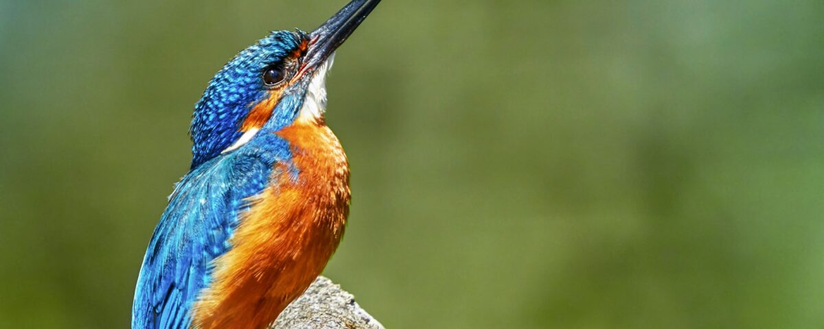 Birding in Murchison Falls National Park
