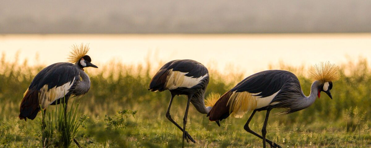 Birding at Lutembe Bay