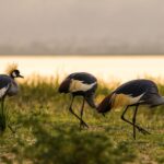 Birding at Lutembe Bay