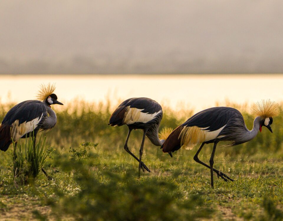 Birding at Lutembe Bay