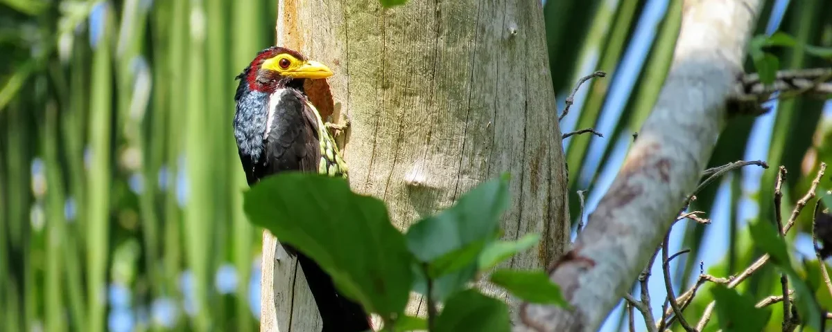 Birding in Bigodi Wetland Sanctuary