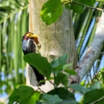 Birding in Bigodi Wetland Sanctuary