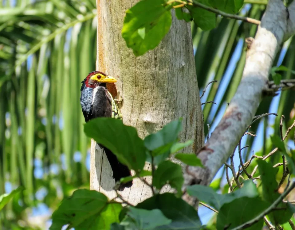 Birding in Bigodi Wetland Sanctuary