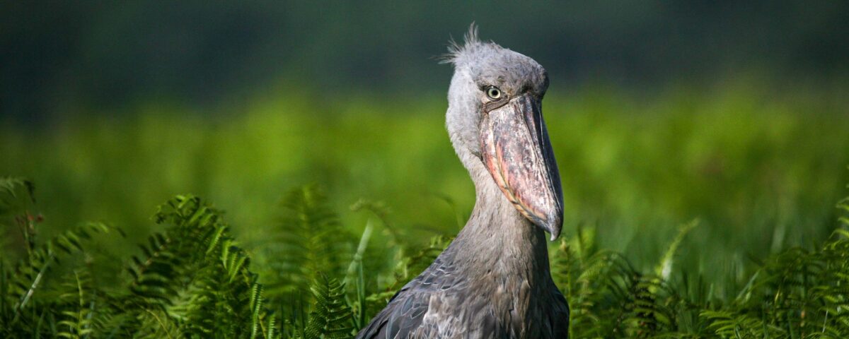 Birding in Echuya Forest Reserve
