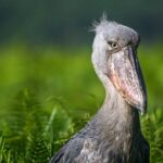 Birding in Echuya Forest Reserve