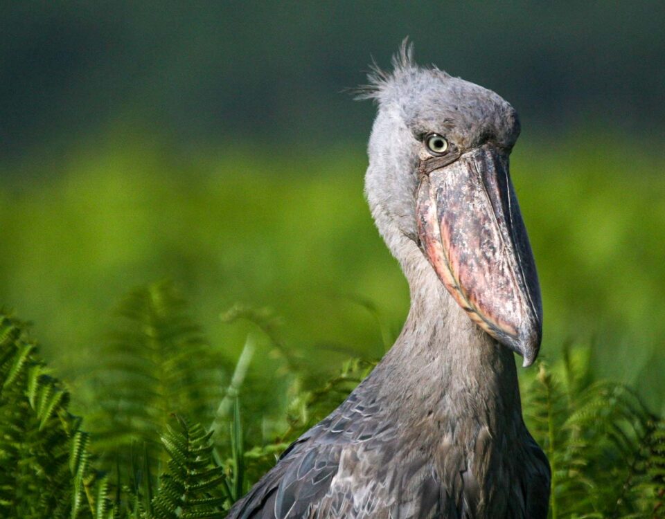 Birding in Echuya Forest Reserve