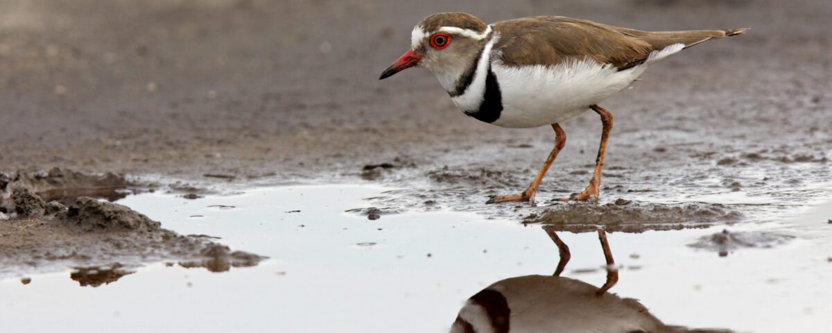 Birding in Lake Mburo National Park