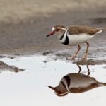 Birding in Lake Mburo National Park