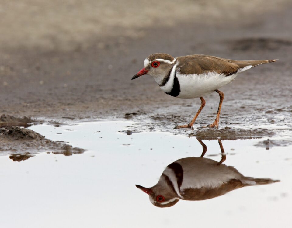 Birding in Lake Mburo National Park