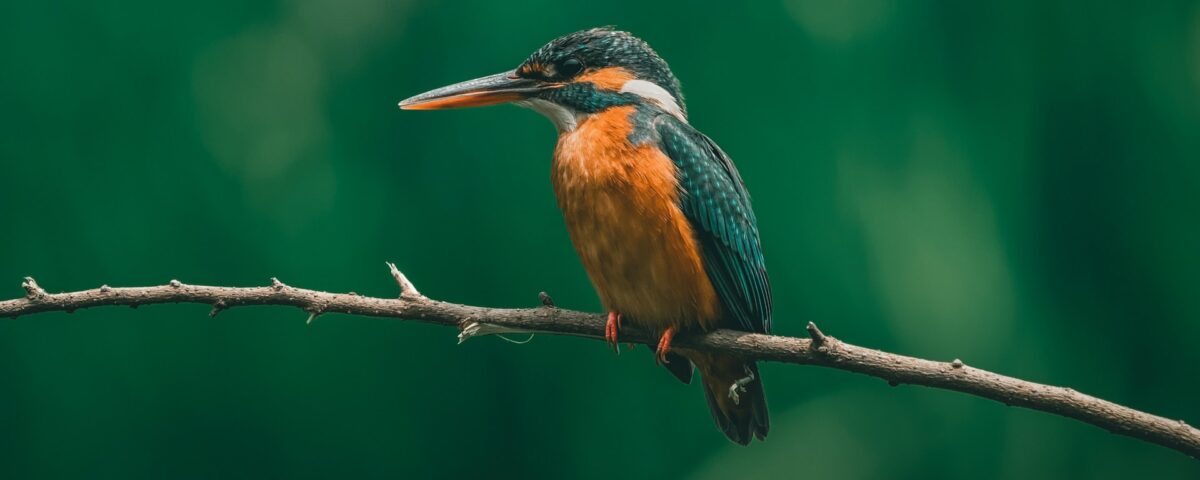 Birdwatching in Bwindi Impenetrable Forest