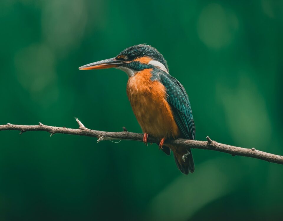 Birdwatching in Bwindi Impenetrable Forest