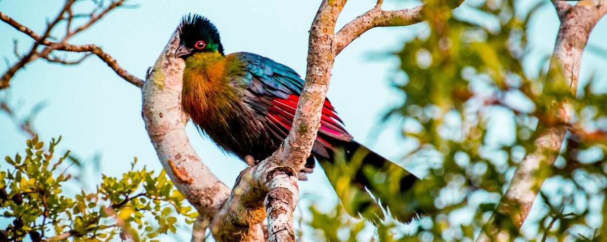 Birding on Lake Bunyonyi Islands